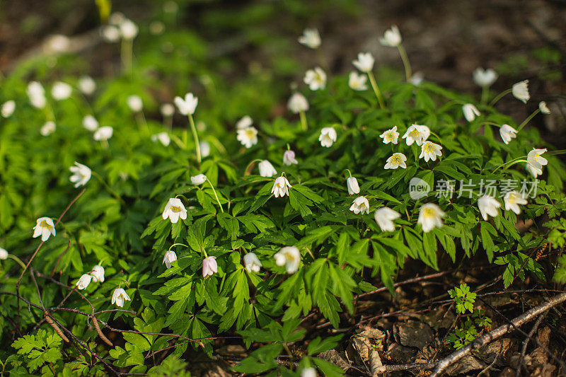 精灵森林。春天的花朵