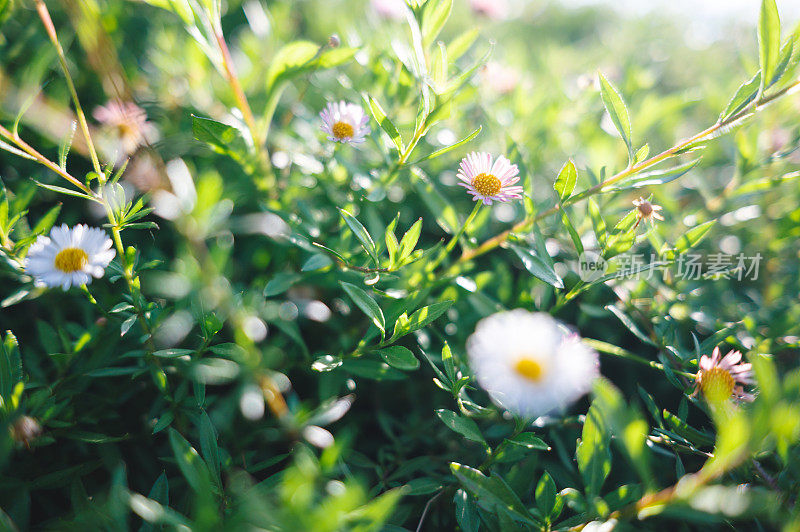 接近广阔的自然花园草地野花和草在日出