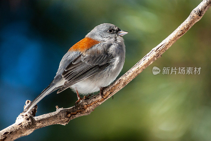 黑眼Junco