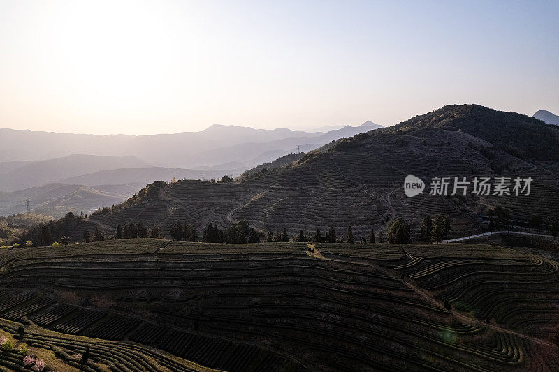 山顶茶园