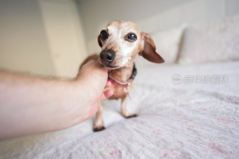 一只被爱抚的腊肠犬的视角