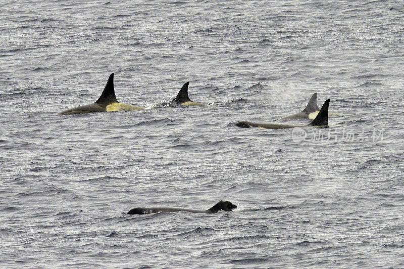 虎鲸在南极洲帕尔默基地附近游动
