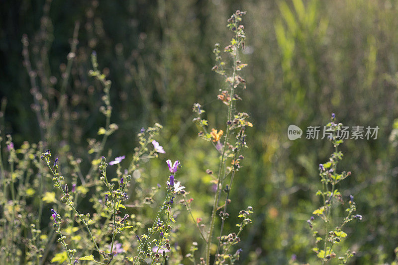 日落时的野草地