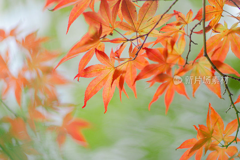 京都夏天的秋叶