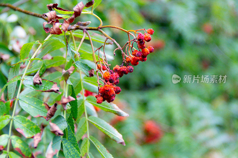 花椰树上干枯的红色浆果，通常是野生鸟类在冬天的最爱，受到气候变化和全球变暖引起的夏季干旱的影响。