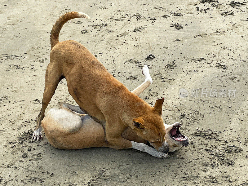 印度果阿的Palolem海滩，两只印度野生流浪狗在退潮时在沙滩上奔跑和粗糙的房屋，杂种狗在水边玩耍和嬉戏