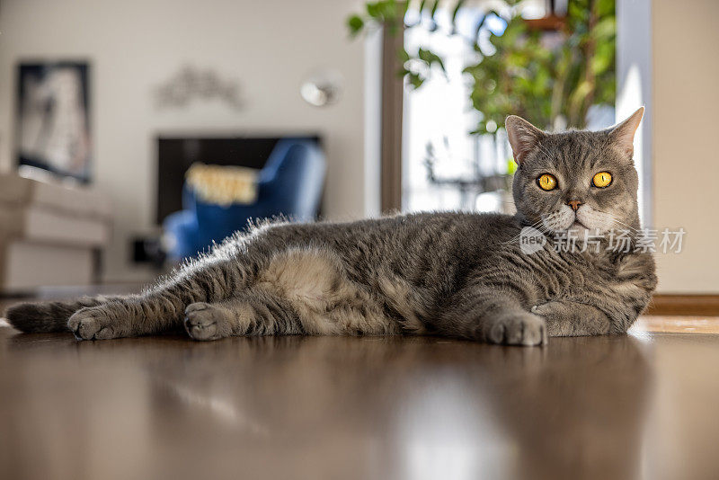 躺在家里拼花地板上的英国短毛猫