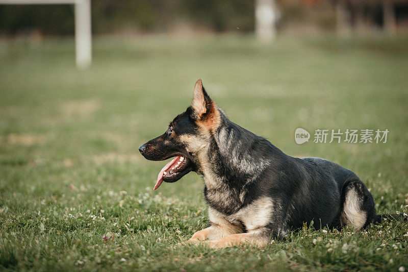 躺在户外的年轻德国牧羊犬