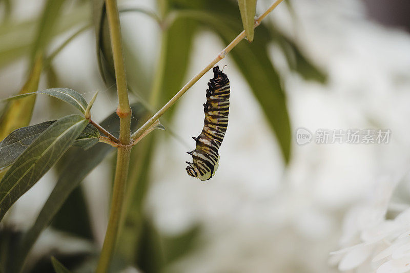 黑脉金斑蝶毛虫变蛹