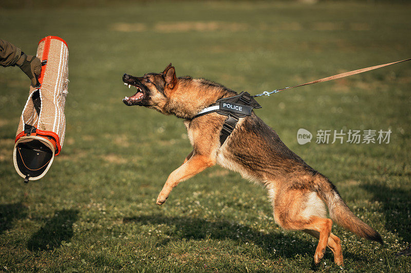 德国牧羊犬好斗的狗训练服从