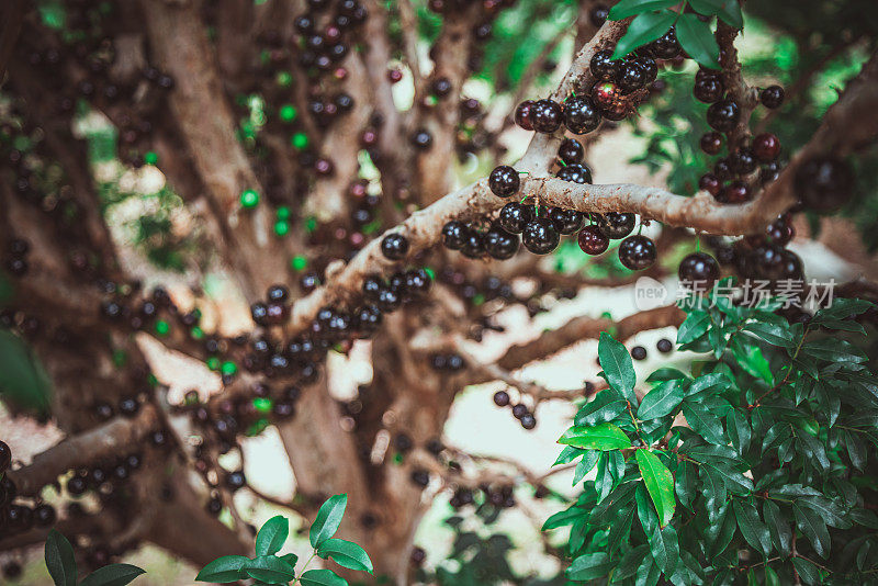 Jabuticaba