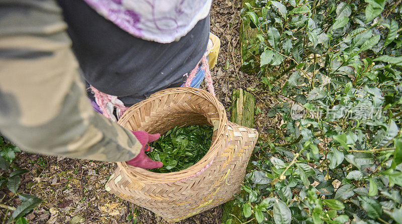 一位亚洲女性在茶园采摘茶叶。