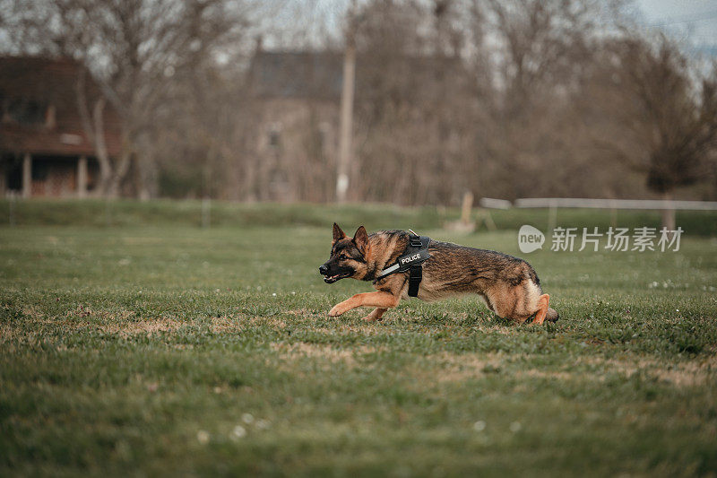 训练中的德国牧羊犬K-9警犬