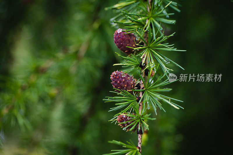 芽，松树，松芽糖浆，消费主义，欧洲