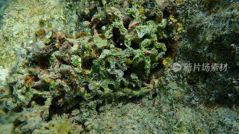 红海海底的死珊瑚