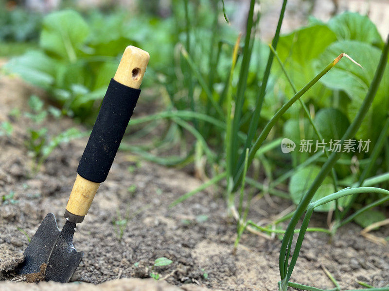 用碳钢刀片和橡胶柄木柄的花园铲的特写图像，卡在葱和萝卜的菜地的土壤中，收割和除草，重点放在前景，园艺概念