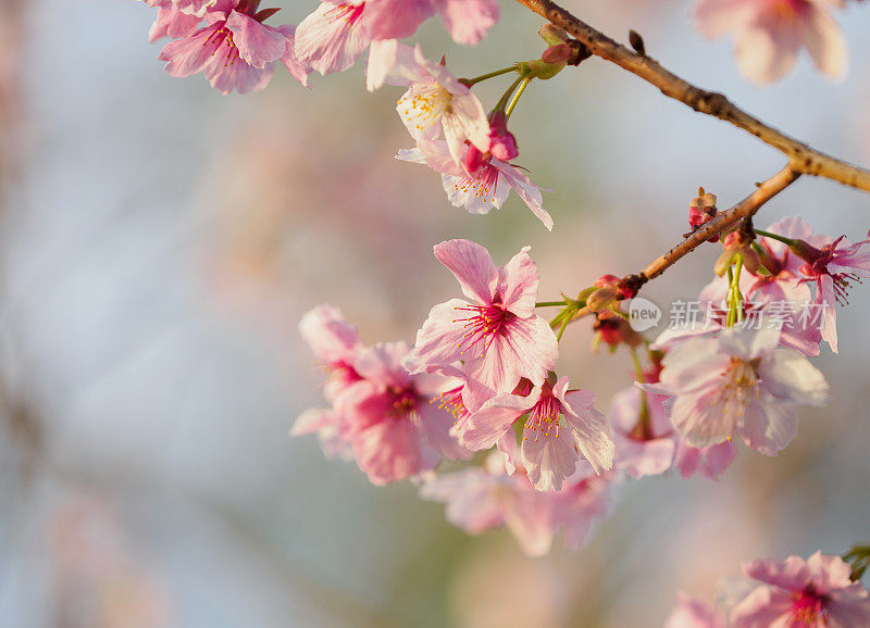 梅花在春天发芽