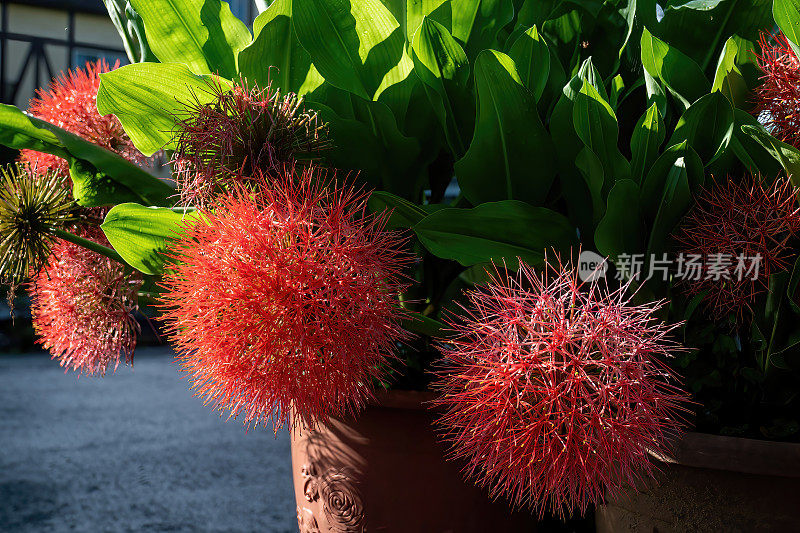 血百合-多花花-，原产于南非