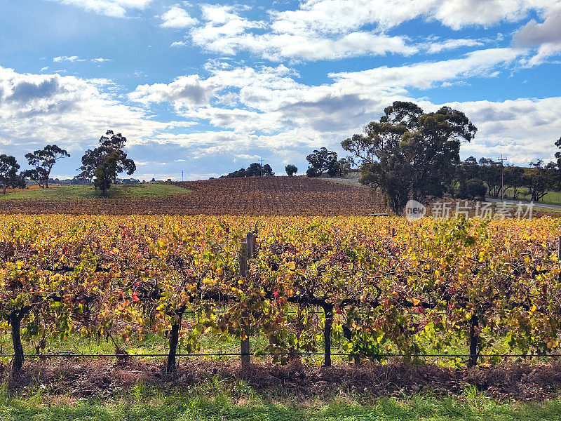 南澳大利亚巴罗萨谷的葡萄园