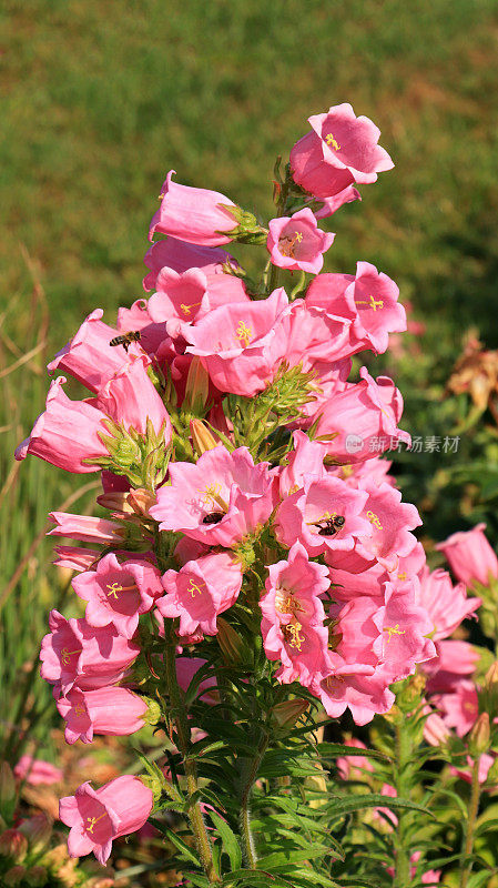 盛开的粉红色风铃花-风铃花中等