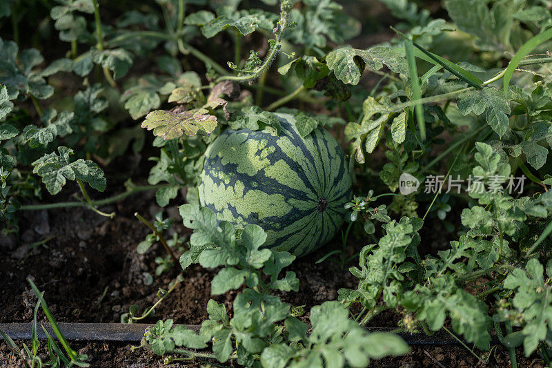 蔬菜温室里成熟的西瓜