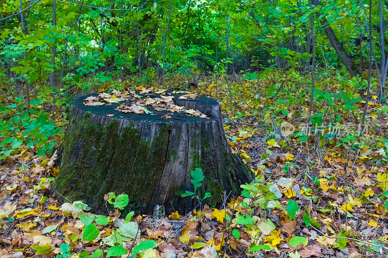 森林里的老树桩