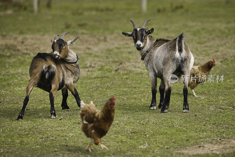威尔士彭布罗克郡农场里的山羊和鸡
