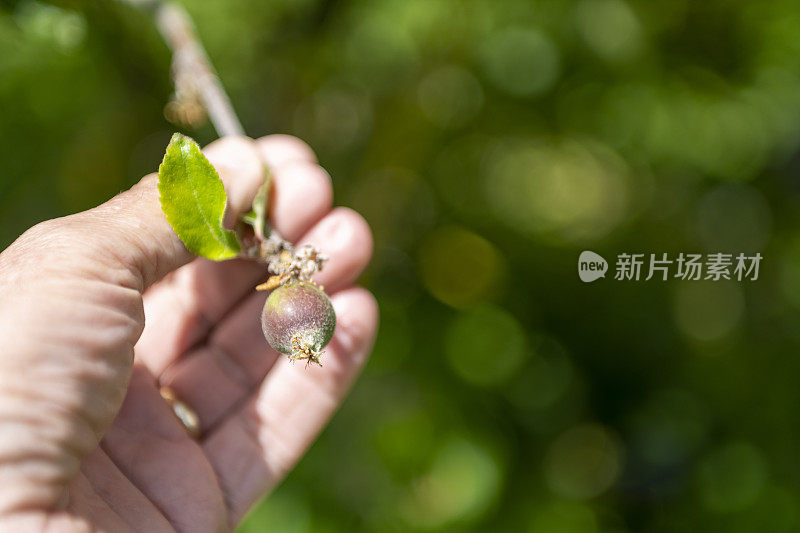 凯蒂苹果树上有成熟的苹果