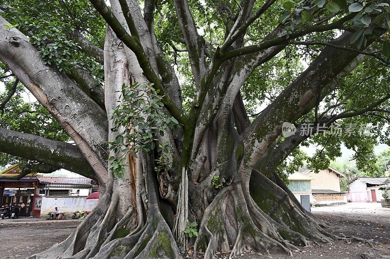 大榕树