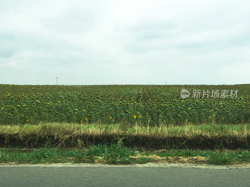 干向日葵田与天空的背景