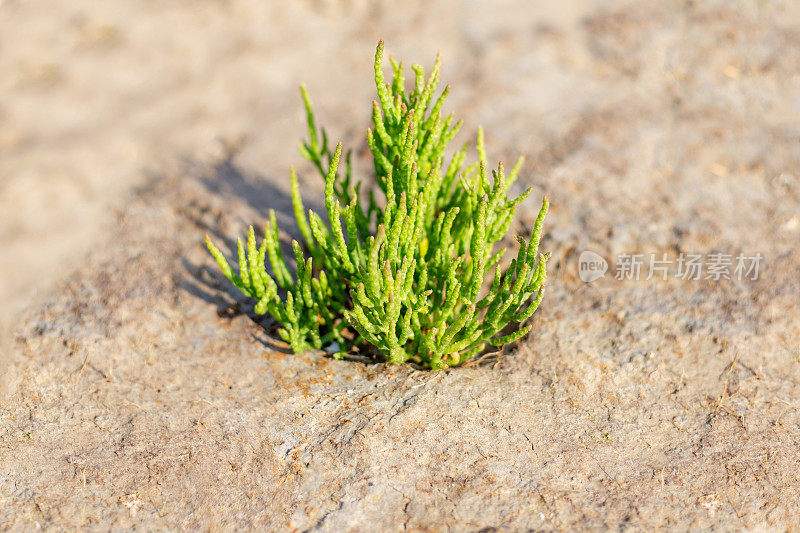 可食用的绿色水角植物“Queller”(水角-欧洲)生长在北海海岸的泥滩上