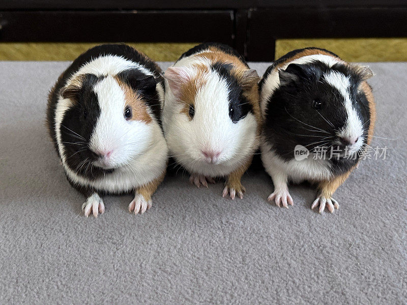 一排三只母猪，美国三色豚鼠，年轻的，黑色的，姜黄色的和白色的豚鼠坐在灰色的毯子上，聚焦于前景