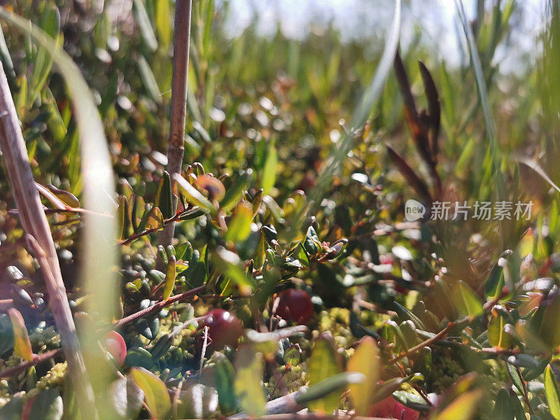 沼泽里的蔓越莓和绿色的植被