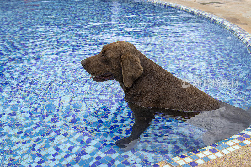 泳池里的狗放轻松