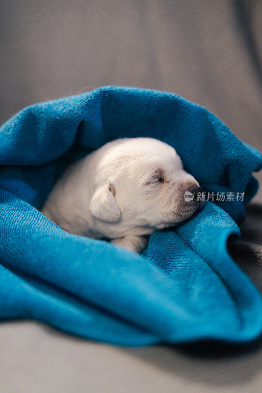 第16天新生的白色拉布拉多犬睡在毯子里