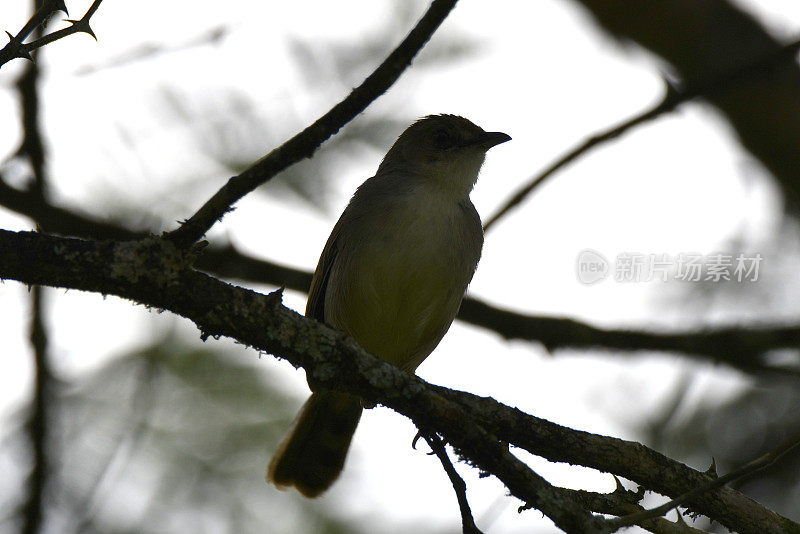 红着脸Cisticola