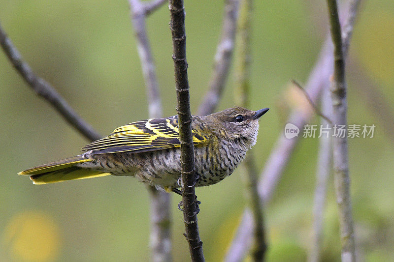 黑色Cuckooshrike