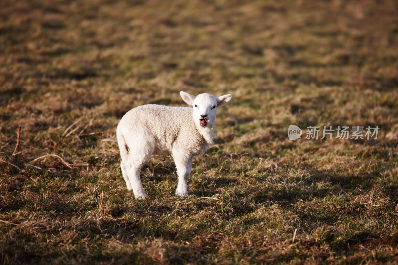 科茨沃尔德新生羊羔为母亲咩咩叫
