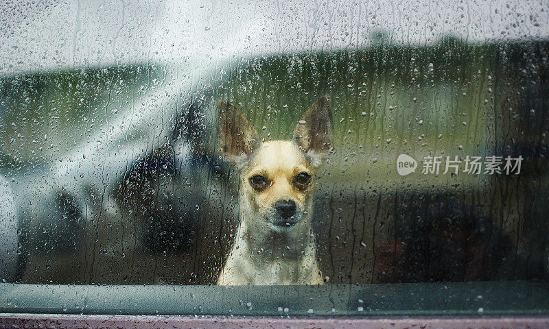 在车窗后面看雨的吉娃娃