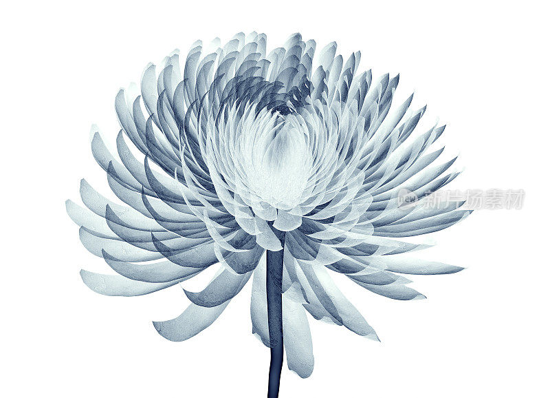 这是一朵孤立的花，绒球菊的x光图像