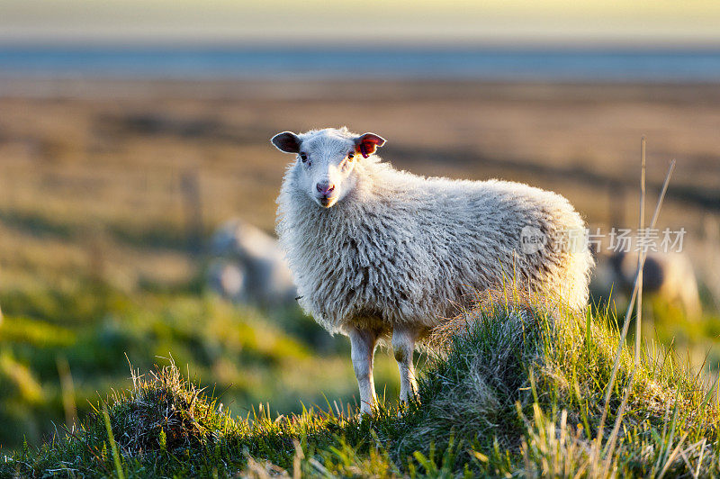 冰岛羊、冰岛