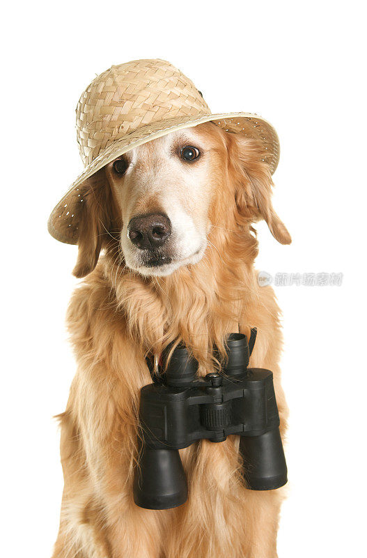 金毛猎犬与狩猎帽和双筒望远镜