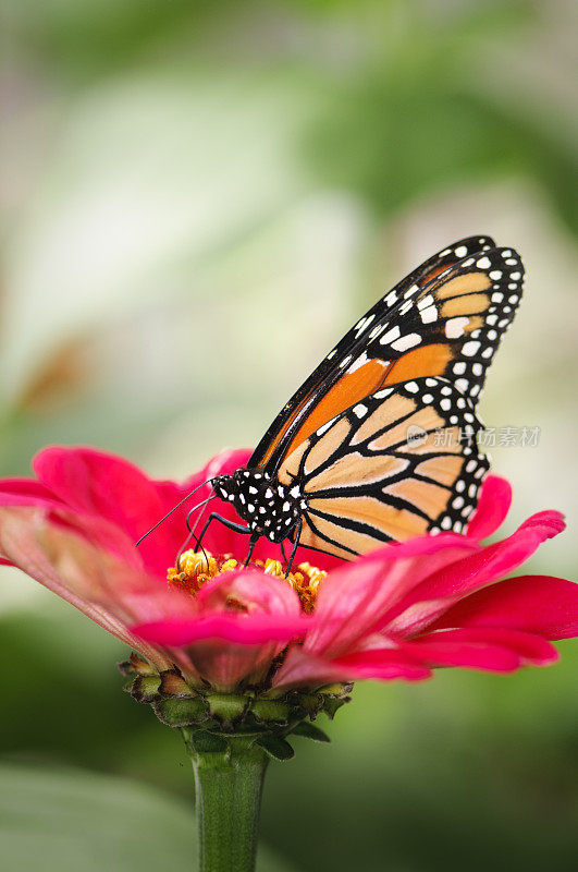 红百日草上的帝王蝶。