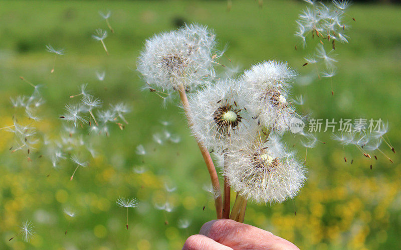 蒲公英的种子在风中飞舞，在乡间的毛茛田里