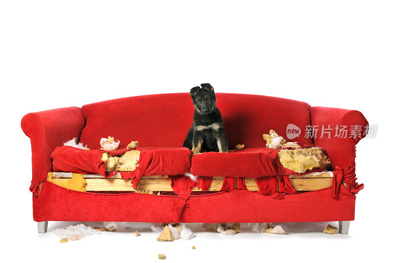 一只德国牧羊犬小狗坐在一个被毁坏的红色沙发上
