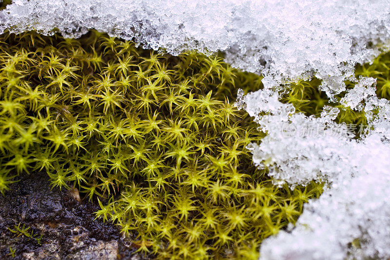 苔藓和雪