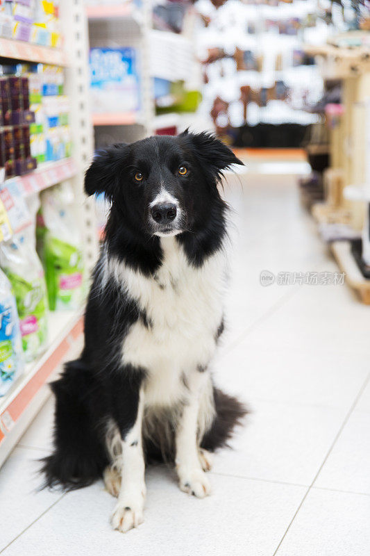 可爱的边境牧羊犬在宠物店