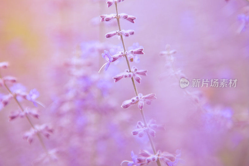 薰衣草花园-紫色的自然背景