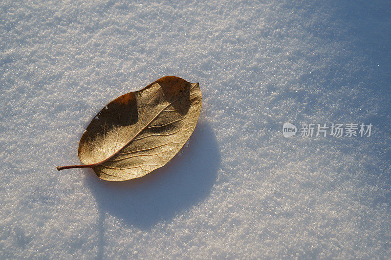 叶在雪地上