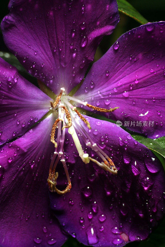 雨中的紫花